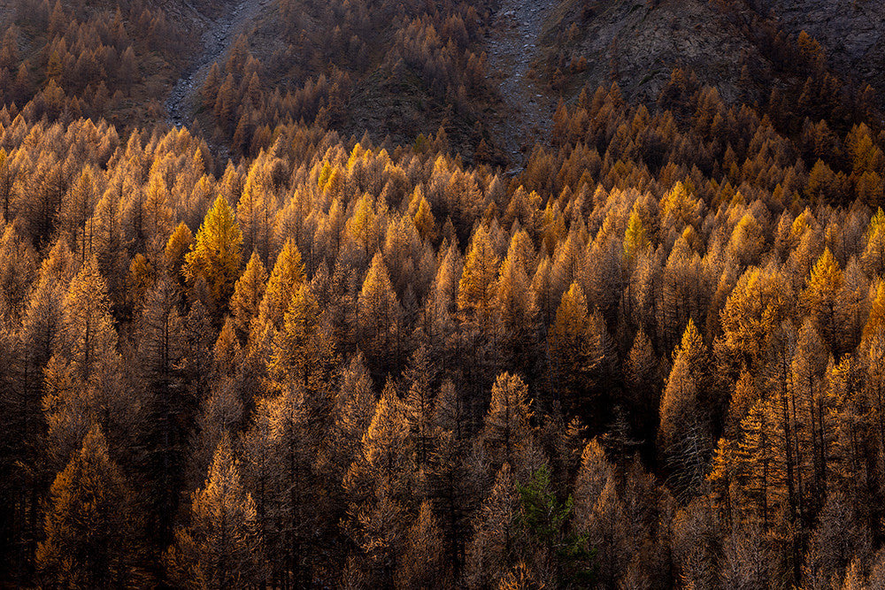 Photographie La forêt
