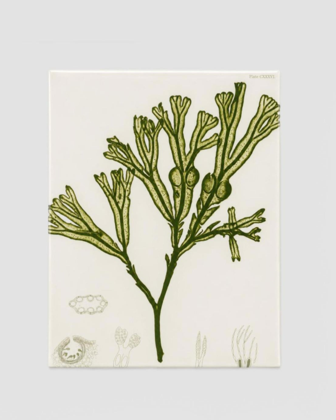 29 2520Seaweed 252010x13 2520  2520John 2520Derian 2520X 2520Astier 2520La 2520Villate