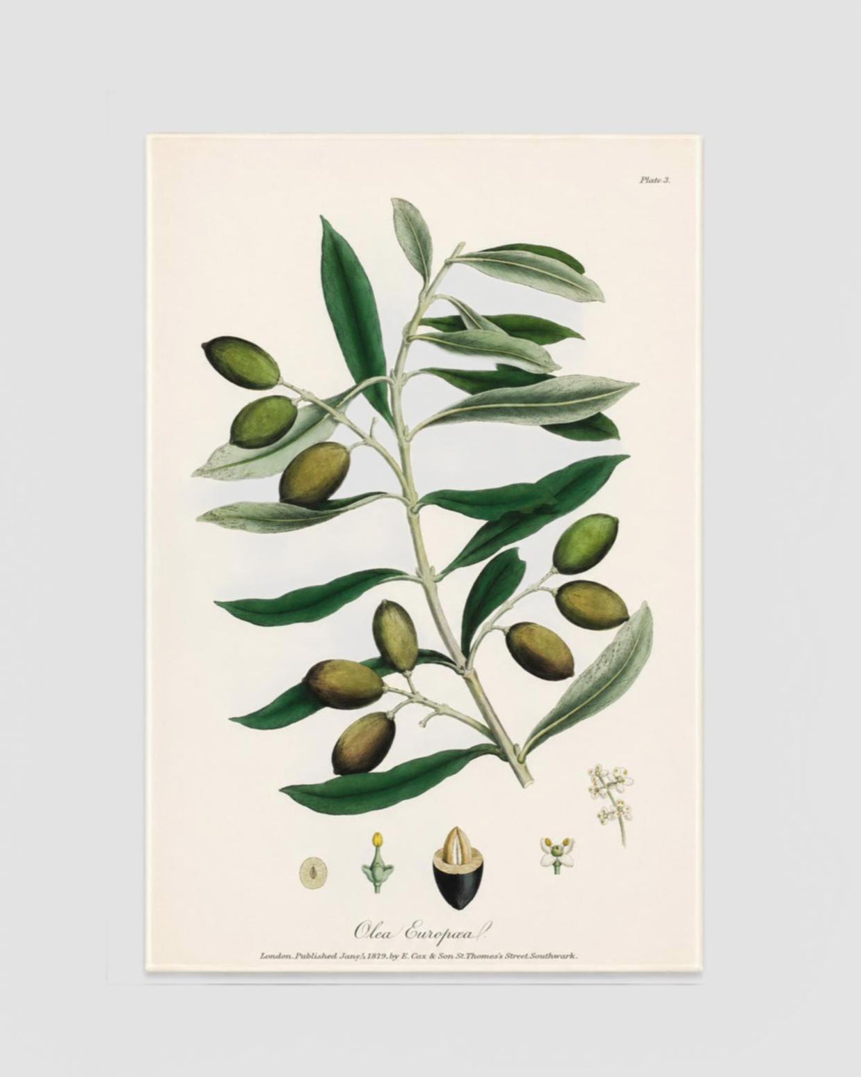 Olive 252520Olea 252520Europaea 25252010x16 252520  252520John 252520Derian 252520X 252520Astier 252520De 252520La 252520Villatte 2525201